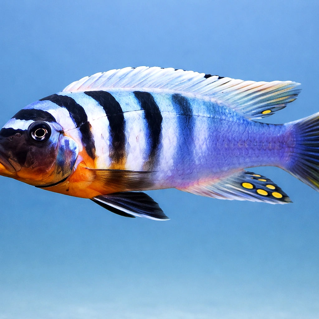 Pseudotropheus feinzilbergi red dorsal 4 - — tropical fish for sale UK — AI side clean view