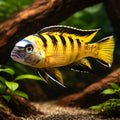 Pseudotropheus fuscus 4 - — tropical fish for sale UK — AI hero driftwood view