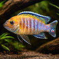 Pseudotropheus gracilior 4 - — tropical fish for sale UK — AI hero driftwood view