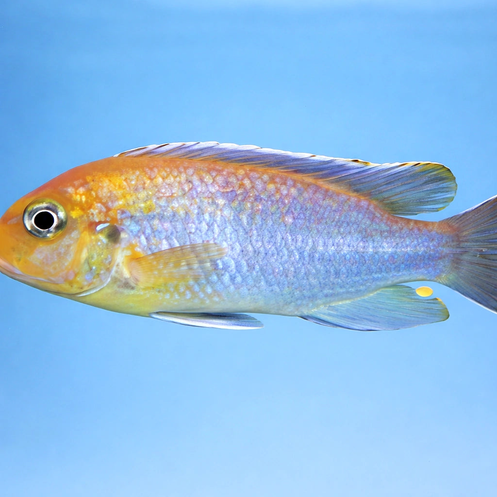 Pseudotropheus Greberi — tropical fish for sale UK — AI side clean view