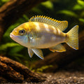Pseudotropheus lanisticola 4 - — tropical fish for sale UK — AI hero driftwood view