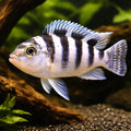 Pseudotropheus Lilancinius, — tropical fish for sale UK — AI hero driftwood view