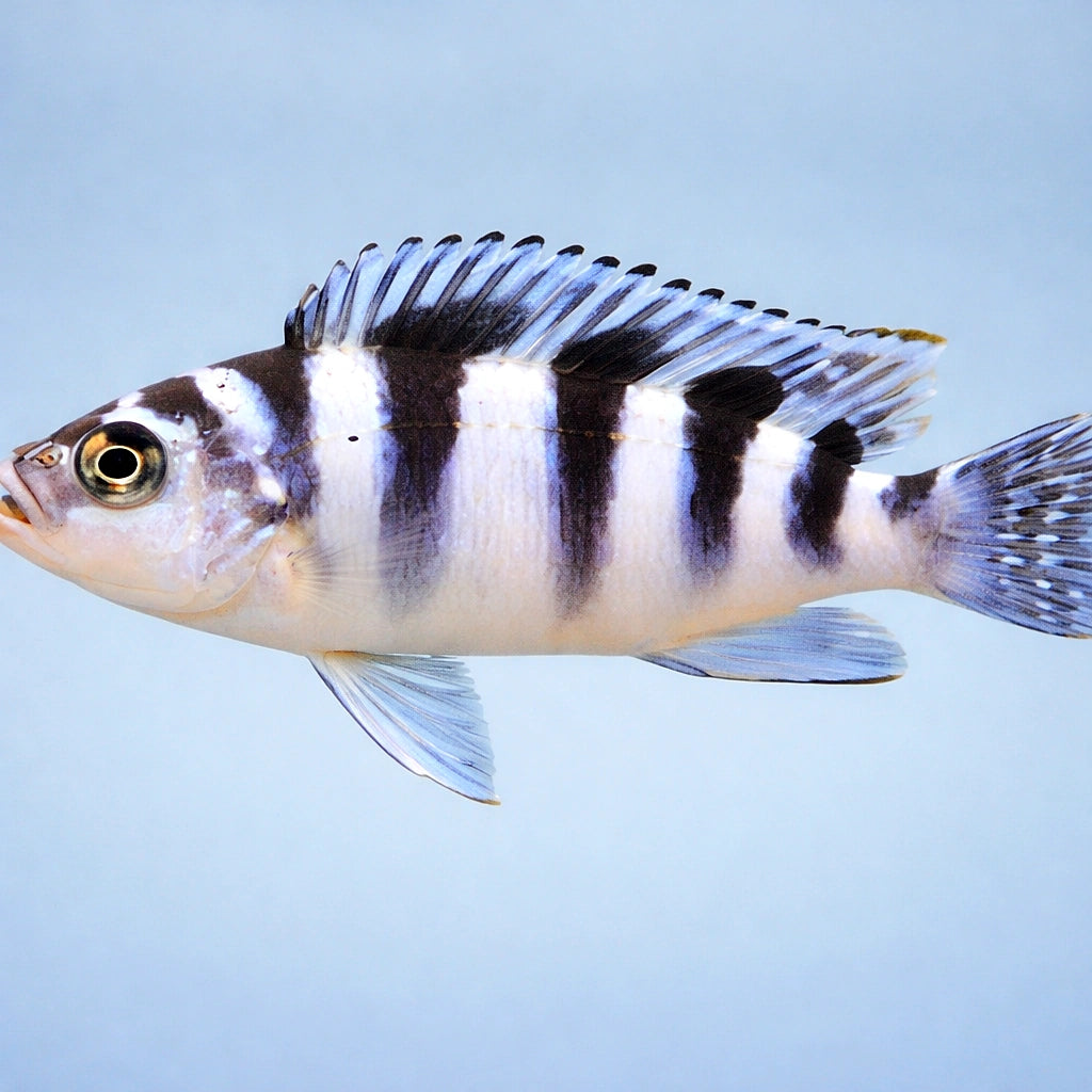 Pseudotropheus Lilancinius, — tropical fish for sale UK — AI side clean view