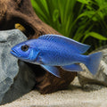 Pseudotropheus Membe deep — tropical fish for sale UK — AI natural aquarium view