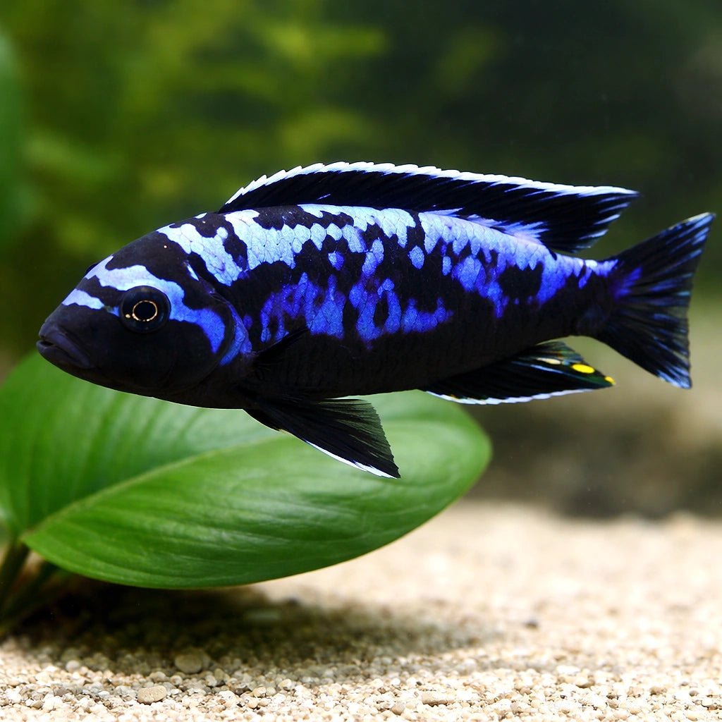 Pseudotropheus sp. msobo 4 - — tropical fish for sale UK — AI scale plant view