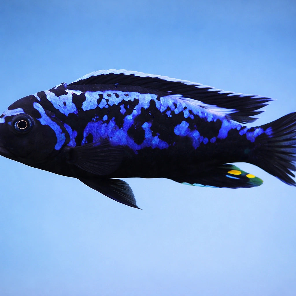 Pseudotropheus sp. msobo 4 - — tropical fish for sale UK — AI side clean view