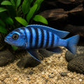 Tropheops macrophthalmus 'Lumbira' — Lake Malawi Cichlids for sale UK — AI natural aquarium view