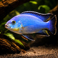 Pseudotropheus wiliamsi 4 - — tropical fish for sale UK — AI hero driftwood view
