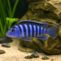 Chilumba Maison Reef Zebra Mbuna Cichlid — Lake Malawi Cichlids for sale UK — AI natural aquarium view