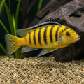 Gold Mundola Point Zebra Mbuna - Maylandia Zebra - Lake Malawi Cichlid — Lake Malawi Cichlids for sale UK — AI natural aquarium view