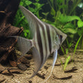 Stunning Angel Fish Altum Peruensis Angelfish, Graceful Aquatic Beauties That Thrive in Well-Planted Tanks - Ideal for Creating a Serene Aquarium Environment, Easy-Care Fish for Beginners — for sale UK — AI natural aquarium view