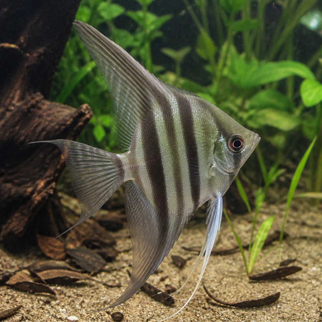 Stunning Angel Fish Altum Peruensis Angelfish, Graceful Aquatic Beauties That Thrive in Well-Planted Tanks - Ideal for Creating a Serene Aquarium Environment, Easy-Care Fish for Beginners — for sale UK — AI natural aquarium view