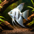 Pterophyllum Scalare Blue Diamond Angel Fish UK — tropical fish for sale UK — AI hero driftwood view