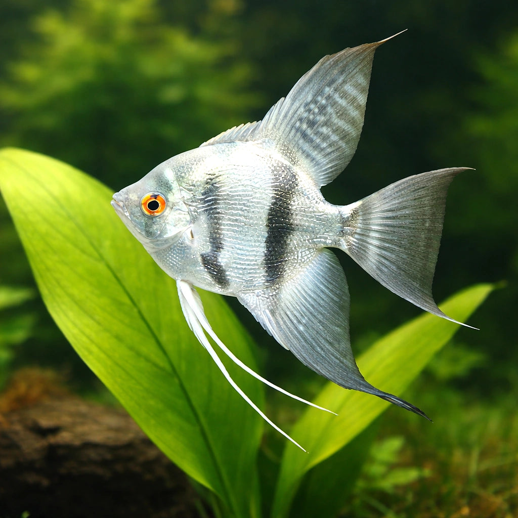 Pterophyllum Scalare Blue Diamond Angel Fish UK — tropical fish for sale UK — AI scale plant view