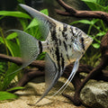 Pterophyllum scalare jaguar - Freshwater Angelfish for Sale UK — tropical fish for sale UK — AI natural aquarium view