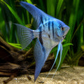 Map Blue Angelfish — Angelfish for sale UK — AI natural aquarium view