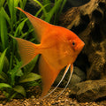 Dalmatin Angelfish Pterophyllum Scalare South Stunning Angel Fish, Provide a Home for These Vibrant Freshwater Angels and Discover Their Enchanting Behavior, Beautiful Fish That Enhance Your Aquarium — for sale UK — AI natural aquarium view