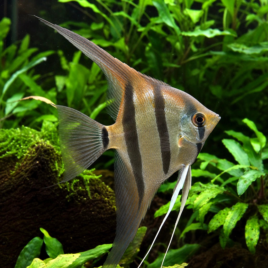 Rio Itaya - Pterophyllum scalare — AI natural aquarium view
