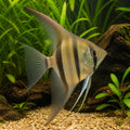  — tropical fish for sale UK — AI natural aquarium view