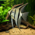 Santa Izabel Angelfish — Angelfish for sale UK — AI natural aquarium view