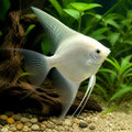 Dalmatin Angelfish Pterophyllum Scalare South Stunning Angel Fish, Provide a Home for These Vibrant Freshwater Angels and Discover Their Enchanting Behavior, Beautiful Fish That Enhance Your Aquarium — for sale UK — AI natural aquarium view