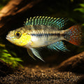 Pucallpa Dwarf Cichlid — tropical fish for sale UK — AI hero driftwood view