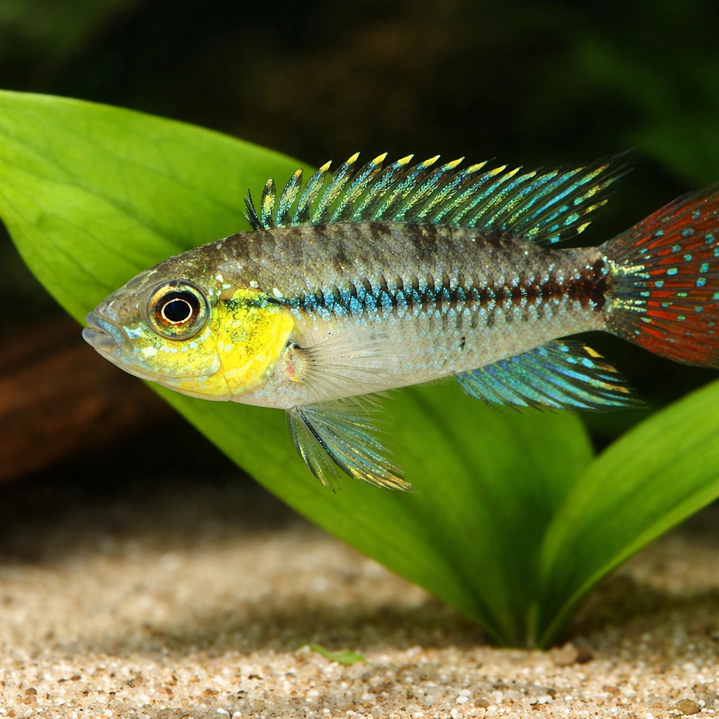 Pucallpa Dwarf Cichlid — tropical fish for sale UK — AI scale plant view
