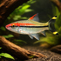 Puntius denisoni wildcatch 4 - — tropical fish for sale UK — AI hero driftwood view