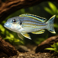 Purple mbuna — tropical fish for sale UK — AI hero driftwood view