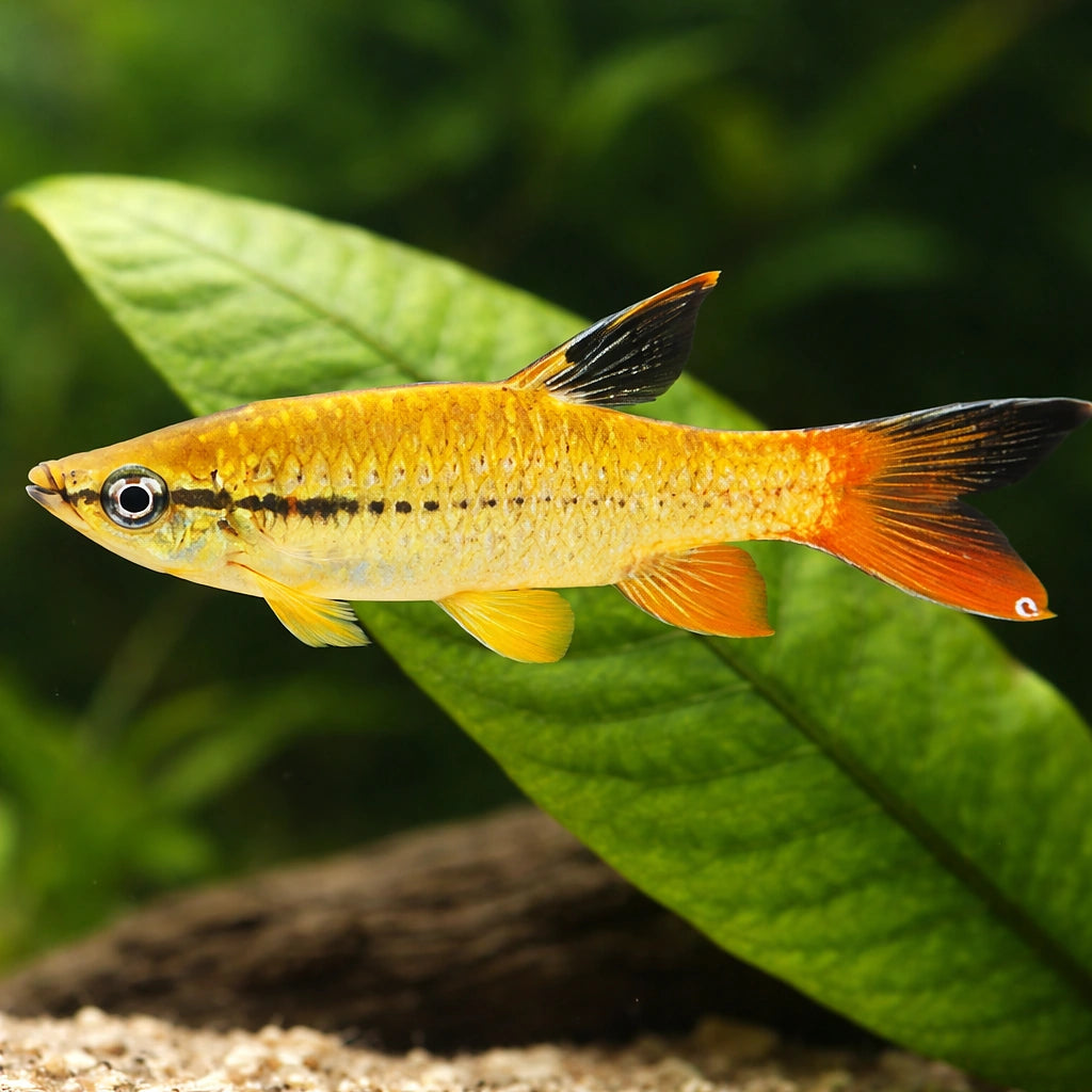 Pyrhulina — tropical fish for sale UK — AI scale plant view