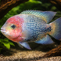 Quetzal Cichlid, Redheaded — tropical fish for sale UK — AI hero driftwood view