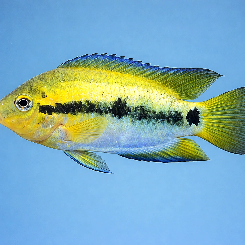  — tropical fish for sale UK — AI side clean view