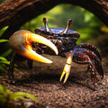 Rainbow Fiddler Crab — tropical fish for sale UK — AI hero driftwood view