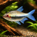 Rainbow Tetra — tropical fish for sale UK — AI hero driftwood view