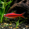 Rasbora axelrodi red — tropical fish for sale UK — AI natural aquarium view