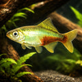Rathbun's Bloodfin — tropical fish for sale UK — AI hero driftwood view