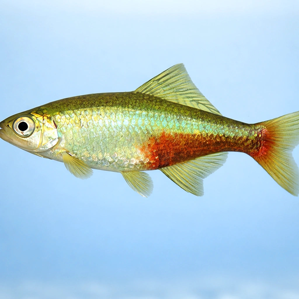 Rathbun's Bloodfin — tropical fish for sale UK — AI side clean view