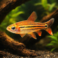 Red Ansorgi African tetra — tropical fish for sale UK — AI hero driftwood view