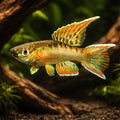 Red Aphyosemion — tropical fish for sale UK — AI hero driftwood view