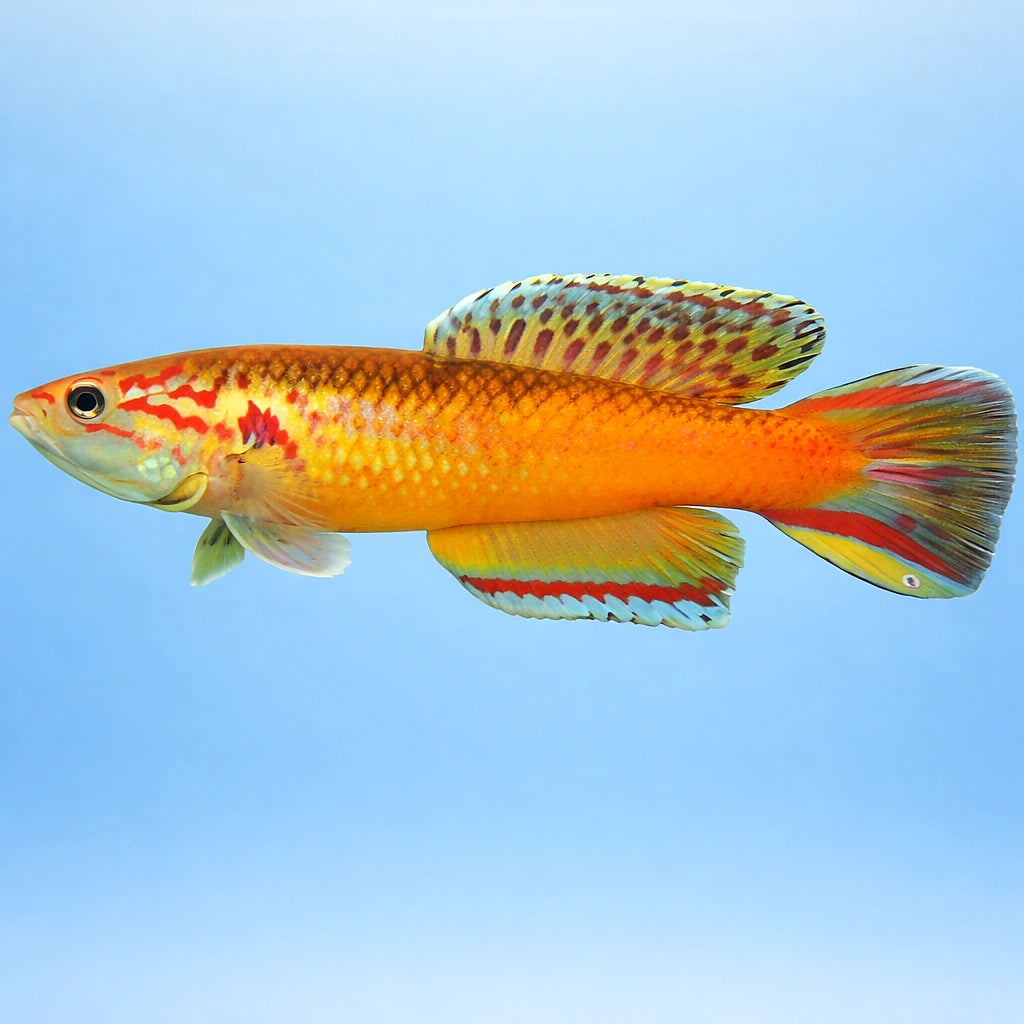 Red Aphyosemion, Golden Phe — tropical fish for sale UK — AI side clean view
