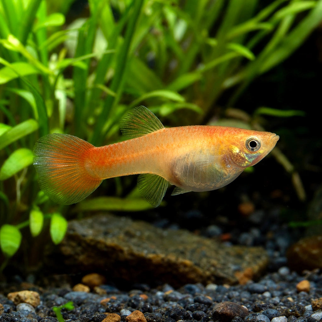 Red Blonde Female Guppy (Poecilia reticulata) — AI natural aquarium view