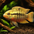 Red Breasted Cichlid, Green — tropical fish for sale UK — AI hero driftwood view