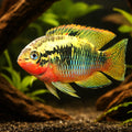 Red Breasted Cichlid, Red — tropical fish for sale UK — AI hero driftwood view