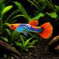Red Cap Male Guppy — tropical fish for sale UK — AI natural aquarium view