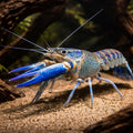  — tropical fish for sale UK — AI hero driftwood view