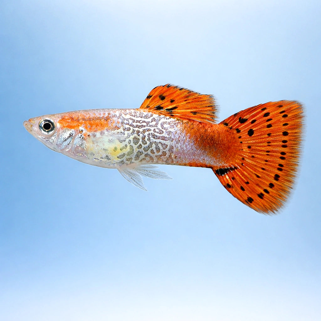 Red Cobra Male Guppy (Poecilia reticulata) — AI side clean view