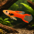 Red Dwarf — Endler Guppies for sale UK — AI hero driftwood view