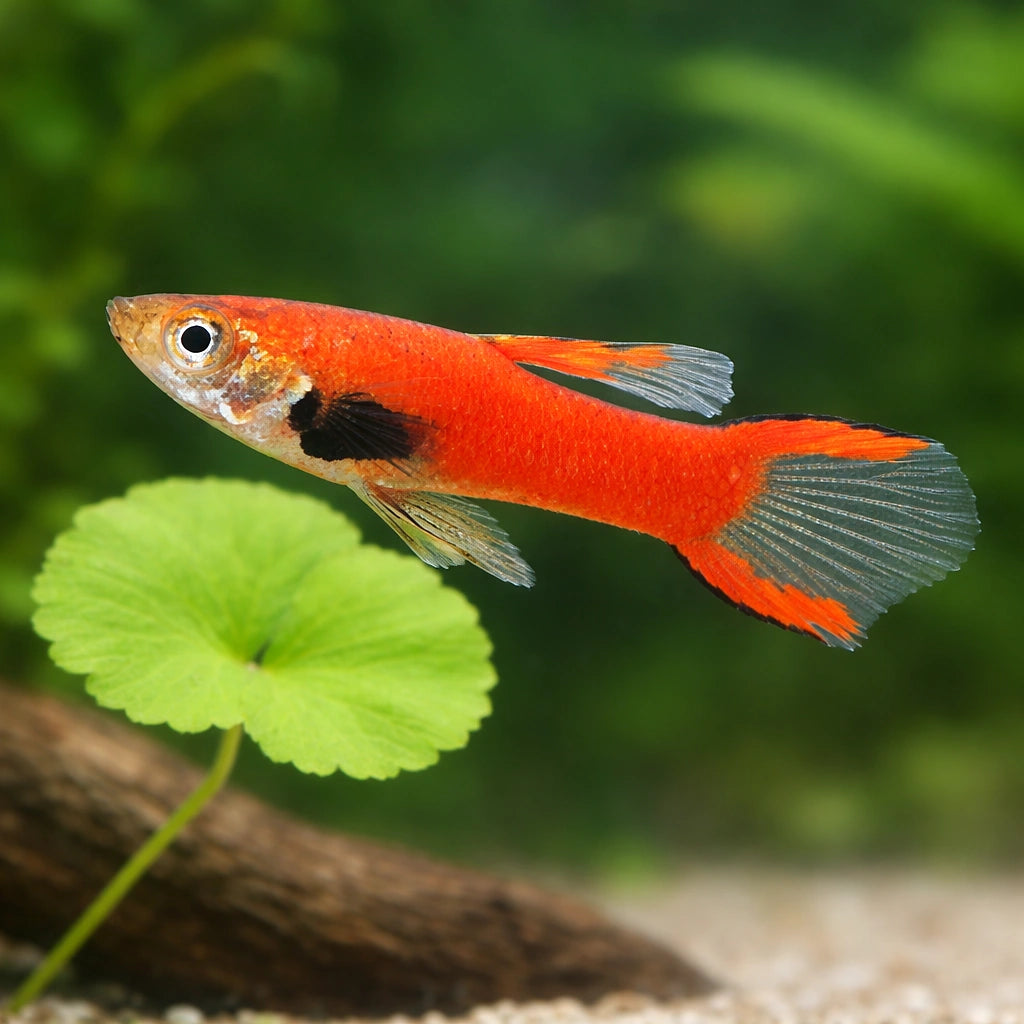 Red Dwarf — Endler Guppies for sale UK — AI scale plant view