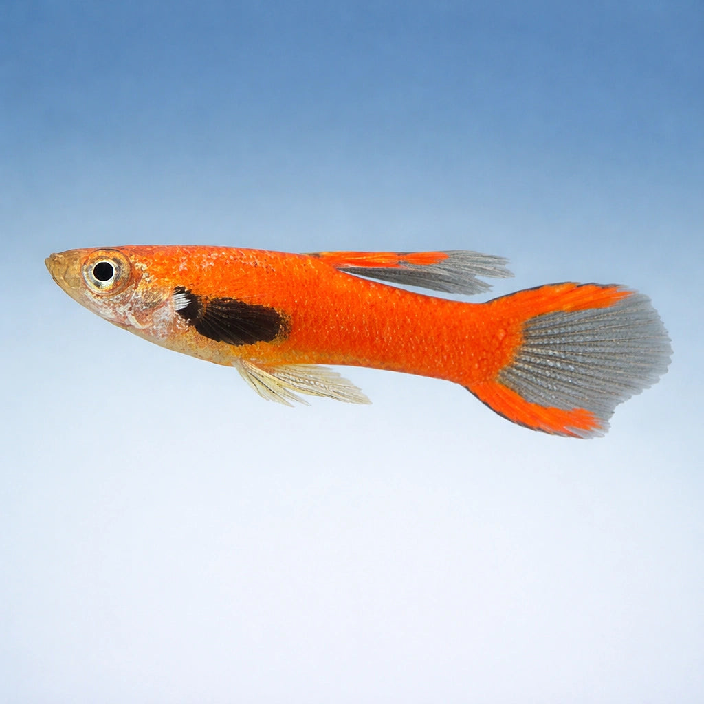 Red Dwarf — Endler Guppies for sale UK — AI side clean view