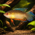 Red Eye Spiketail Paradise Fish — tropical fish for sale UK — AI hero driftwood view